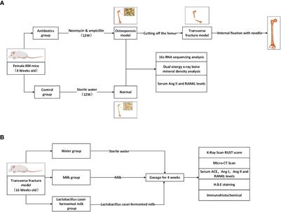 Effect of Lactobacillus casei fermented milk on fracture healing in osteoporotic mice